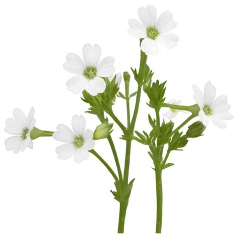 Silene In Bloom A Mesmerizing Glimpse Into Nature S Elegance, Silene