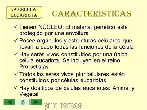 Cu Les Son Las Caracter Sticas De Las C Lulas Eucariotas Ayuda A