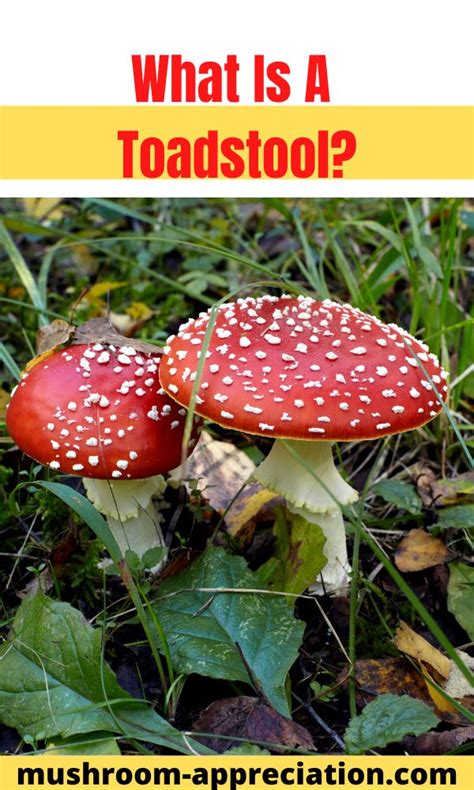 What Is A Toadstool? - Mushroom Appreciation