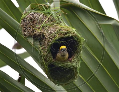 Image Of A Baya Weaver Bird Building Its Nest In Nagaon District Of