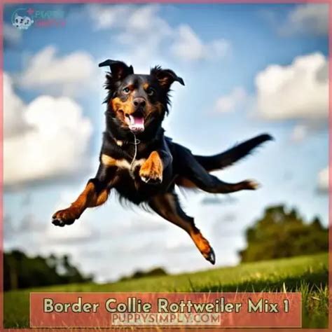 Learn All About the Border Collie Rottweiler Mix: Breed Info & More