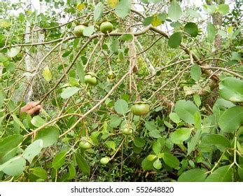 5 Kirala juice Images, Stock Photos & Vectors | Shutterstock