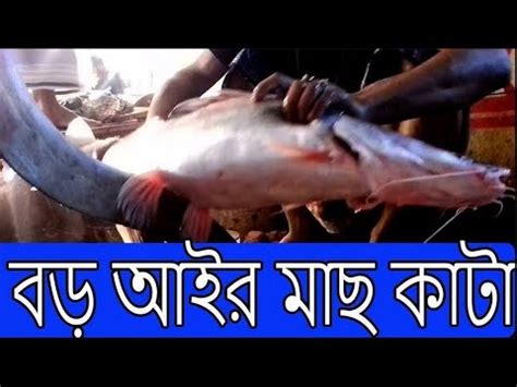 Amazing Big Ayer Fish Cutting Skills Live In Fish Market YouTube