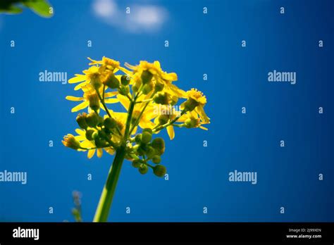 Yellow Butterweed Packera Glabella Flowers With A Blue Sky Background