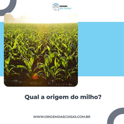 Qual A Origem Do Milho E Da Sua História Milenar