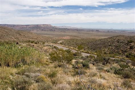 Mojave Desert Cactus Shrub Photo Background And Picture For Free ...