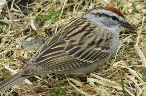 Chipping Sparrow Field Guide Pictures Habitat Info Optics Mag