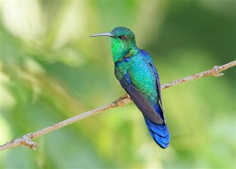 Rainbow Flyers: Brilliant Hummingbird Colors - Birds and Blooms