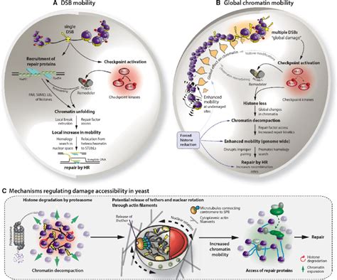 Concepts Of Local And Global Chromatin Mobility In Response To DNA