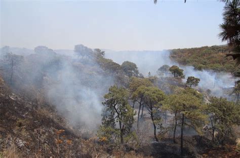 Sofocan Incendio Forestal En El Municipio De Zapopan Jalisco N