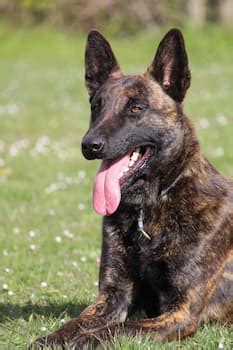 Dutch Shepherd Training, Personality, Weight, Bite Force, & Colors