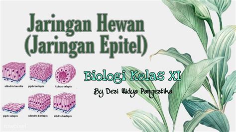 Jaringan Hewan Jaringan Epitel Biologi Kelas Xi Youtube