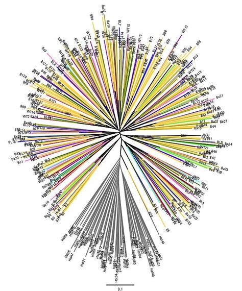 Neighbor Joining Nj Dendrogram Using D A Genetic Distance Within The