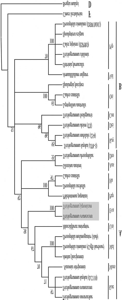 Phylogenetic Neighbor Joining Tree Of Wolbachia Based On Wsp Sequences