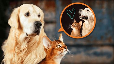 Can A Dog Get A Cat Pregnant? Your Guide To Dog Hybrids – PawSafe