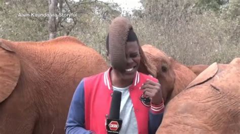 HILARIOUS! 🐘 Adorable baby elephant interrupts reporter at wildlife ...