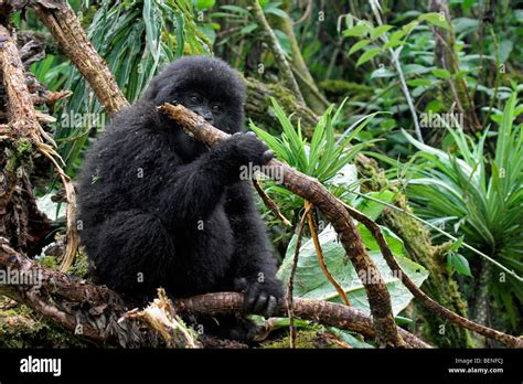 Baby Mountain Gorilla Gorilla Gorilla Beringei Member Of The Susa