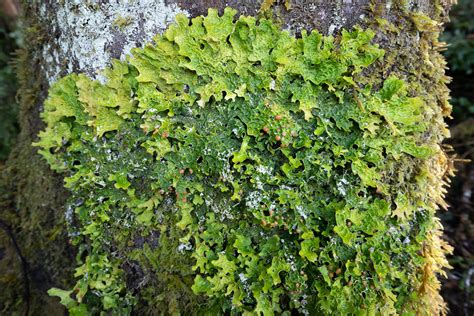 Lobaria Lichen - Ancient Forest Alliance