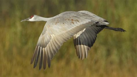 Sandhill Crane | San Diego Bird Spot