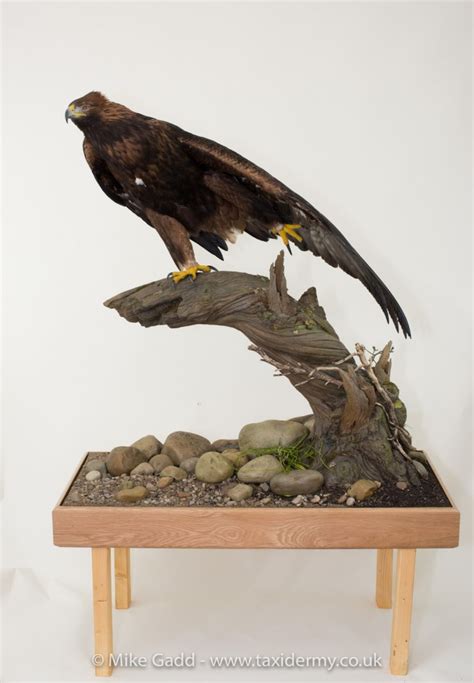 Golden Eagle Mg9329 Uk Bird Small Mammal Taxidermist Mike Gadd