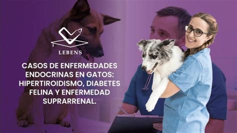 Enfermedades Endocrinas En Gatos Gu A Completa Y Actualizada