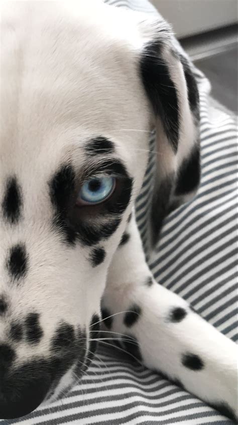 Blue Eyed Dalmatian Puppies