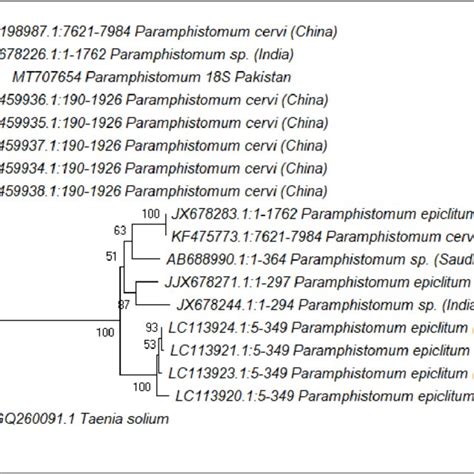 Maximum Likelihood Tree Inferred From Partial Fragment Of S Rrna