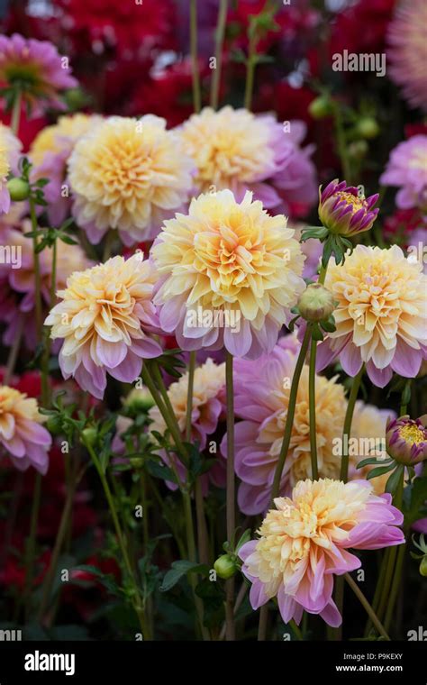 Dahlia ‘lifestyle On Display At A Flower Show Uk Anemone Dahlia