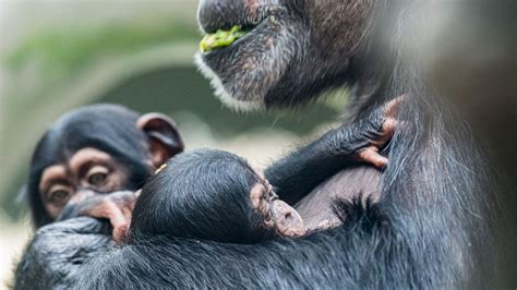 VIDEO: Adorable Baby Chimp Adopted By Aunt After Mom’s Mystery Illness ...