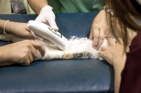 Cancer Smell: Understanding the Scent and Its Implications