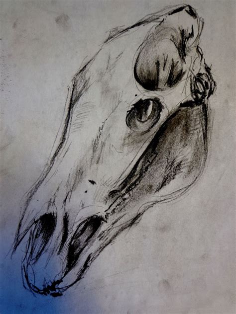 Horse Skull Drawing