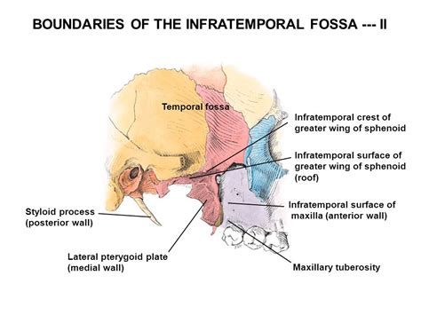 Steven J Zehren Ph D Temporal And Infratemporal Fossae Tmj Ppt Download