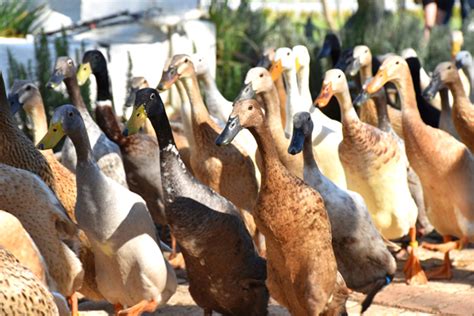 Duck Farming: What Is It? Is It Profitable? How To Start?