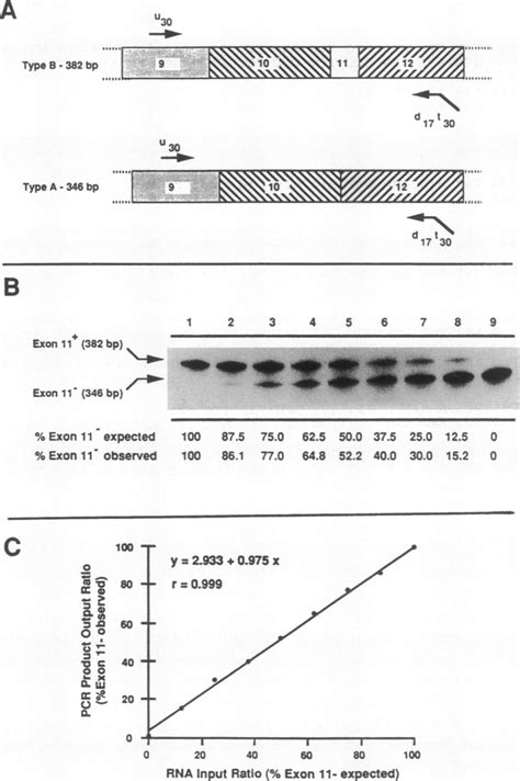 Validation of RNA template-specific PCR (RS-PCR) for measuring the ...