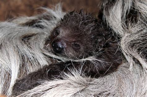 Baby Two-Toed Sloth Born at Ellen Trout Zoo in Texas