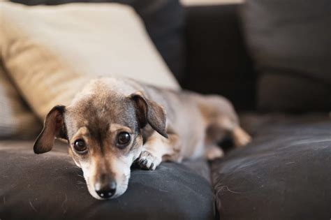 Combien De Temps Peut On Laisser Son Chien Seul Chaque Jour Rem Des