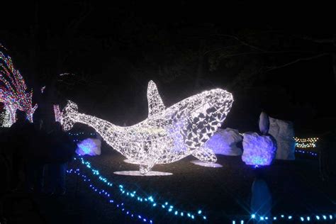 Detroit Zoo Lights | MonsterFishKeepers.com