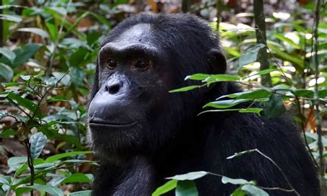 3 Days Uganda Chimpanzee Tracking Safari Uganda Primate Tour