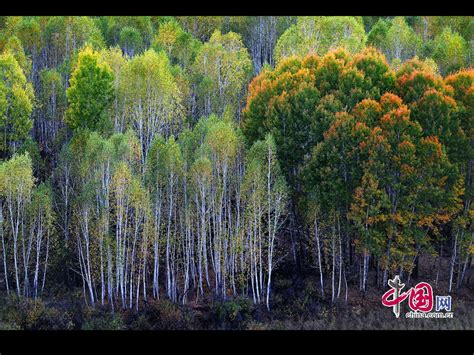 Greater Khingan Range Autumn Beauty At Its Best China Org Cn