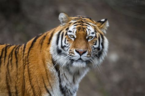 Siberian Tiger Wallpapers Wallpaper Cave