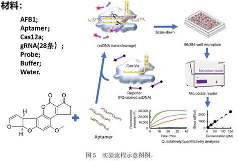 基于crisprcas12a的afb1快速检测技术