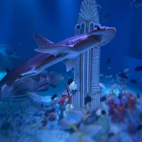 American dream aquarium - Leaders in Aquarium Technology