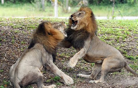 Intense Photos Show ZooMiami Lion Battle – NBC 6 South Florida