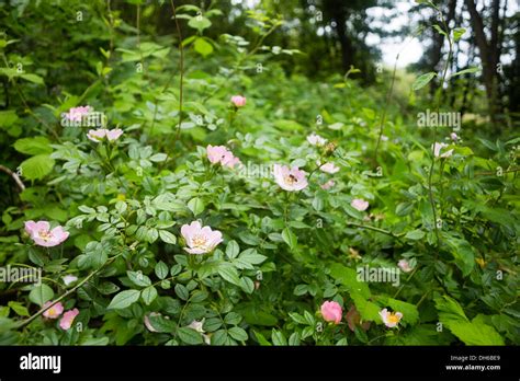 Wild Rose Bush Stock Photo Alamy