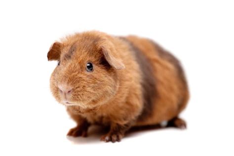 Baldwin Guinea Pig Info Pictures Temperament Traits Pangovet