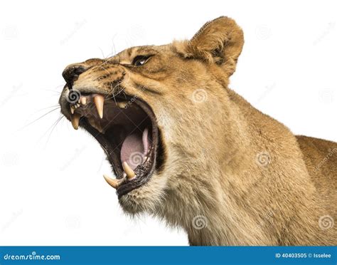 Lioness Roaring At Her Cub Stock Image | CartoonDealer.com #62468389