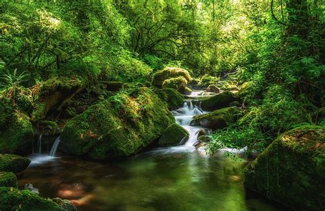 Air Terjun Air Terjun Hutan Lumut Batu Wallpaper HD Wallpaperbetter