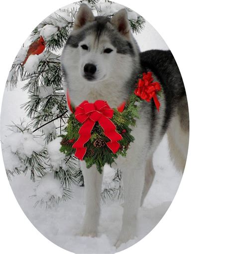 Siberian Husky Christmas Ornament Siberian Husky Husky Siberian