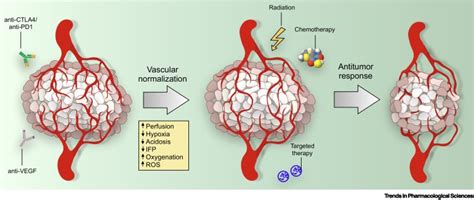 Tumor Vasculatures A New Target For Cancer Immunotherapy Trends In