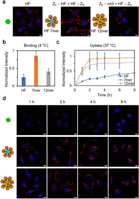 High order ferritin assembly with multimeric ferritins. (a) Schematic ... 